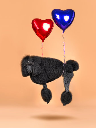 Black poodle flying on heart shape balloons on yellow background. Holiday concept.の写真素材