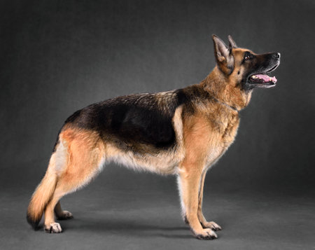 Studio shot of German Shepherd dog standing on a gray backgroundの写真素材