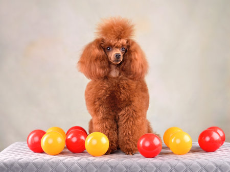 Cute poodle playing with colored balls sitting on sofa on a gray backgroundの写真素材