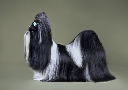 Beautiful black and white show class Shih Tzu dog in studio on olive backgroundの写真素材