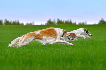 Two beautiful Russian borzoi dogs running lure coursing competition on a green fieldの写真素材