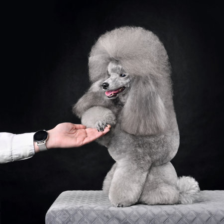 Silver toy poodle sits and gives a paw on a gray backgroundの写真素材