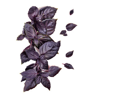 Top view of red basil leaves isolated on white background