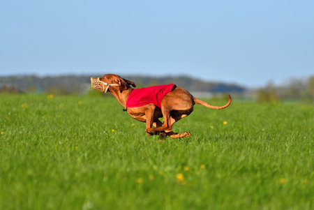 Hungarian Vizsla in muzzle and red blanket running across the field during on a coursing trainingの写真素材