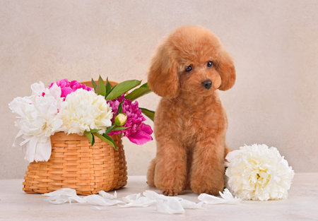 Studio shot of cute toy poodle sitting alone on beige background with pink and white peony flowersの写真素材