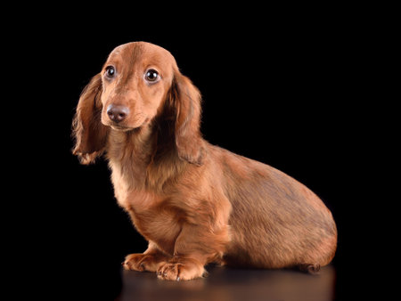 Cute chocolate longhaired dachshund puppy isolated on black backgroundの写真素材