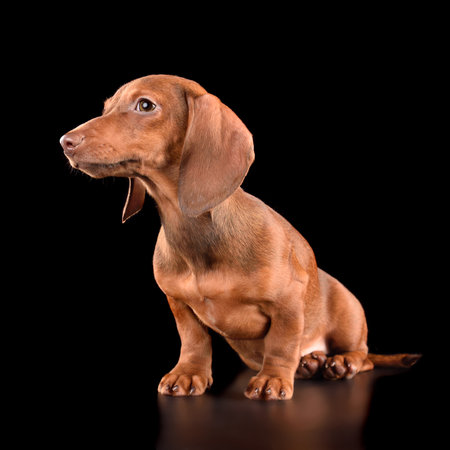 Cute chocolate dachshund puppy isolated on black backgroundの写真素材