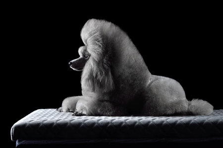 Beautiful silver toy poodle lies on a black backgroundの写真素材