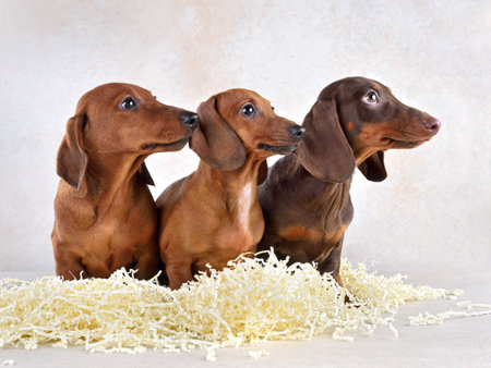 Group of brown dachshund puppies sitting on a beige backgroundの写真素材