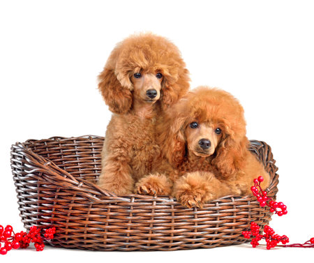 Studio shot of beautiful small poodle puppies sitting in a dog bed and isolated on white backgroundの写真素材