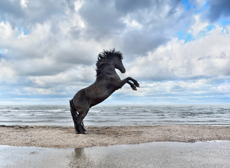 Black horse rears up dramatically on a sandy beach with ocean waves in the background. Cloudy sky adds depth to the scene, enhancing the horse's powerful presence.の写真素材