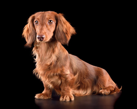 Adorable chocolate longhaired dachshund sitting on black backgroundの写真素材