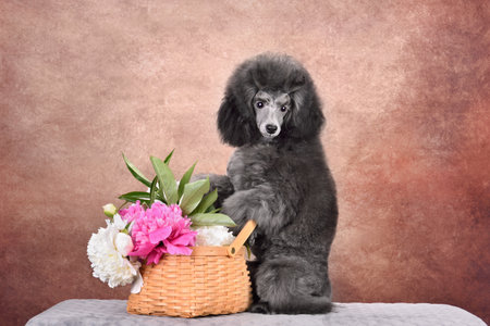 Portrait of a cute toy poodleの写真素材