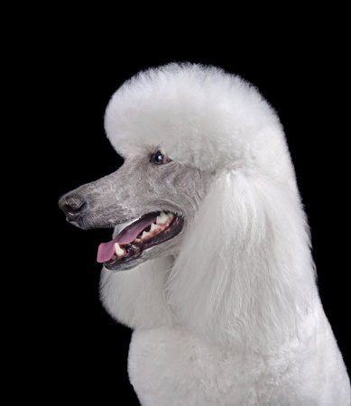 Portrait of sitting elegant white standard poodle in modern clip with open mouth isolated on a black backgroundの写真素材