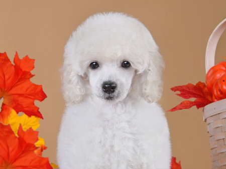 Portrait of cute toy poodle puppy on yellow background with colorful autumn leaves and small...