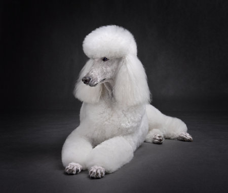Elegant white standard poodle in modern clip resting on a black backgroundの写真素材