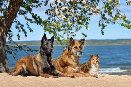Sheltie, Malinois and Tervuren resting on a sandy beach under a blooming apple tree by the blue seaの写真素材