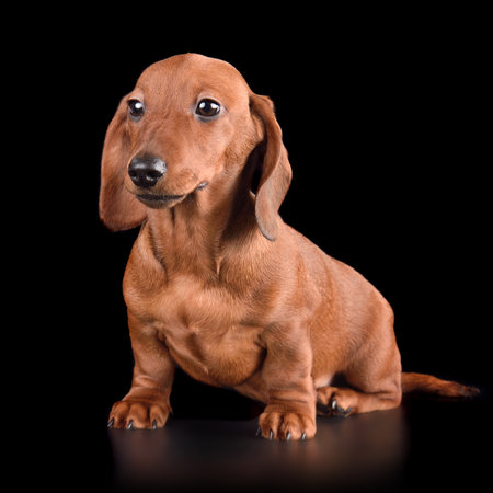One brown dachshund puppy sitting on black backgroundの写真素材