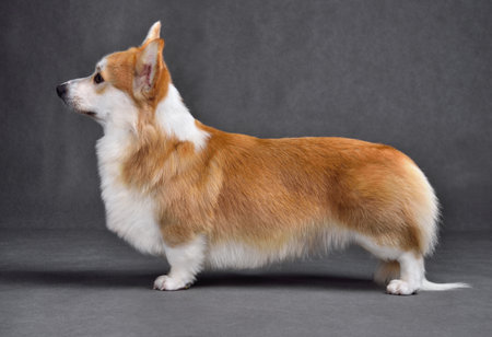Cute Welsh Corgi Pembroke standing on a gray backgroundの写真素材