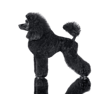Adorable black toy poodle puppy standing and isolated on white bagkgroundの写真素材