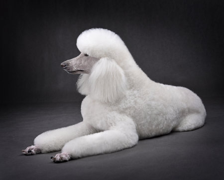 Lying elegant white standard poodle in modern clip isolated on black backgroundの写真素材