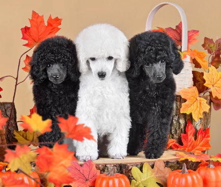 Three cute toy poodle dogs on colorful autumn leaves and small pumpkins backgroundの写真素材