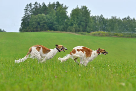 Beautiful white and red color Russian hunting sighthounds running across the field during on a coursing trainingの写真素材