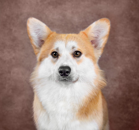 Studio portrait of funny Welsh Corgi Pembroke sitting on brown backgroundの写真素材