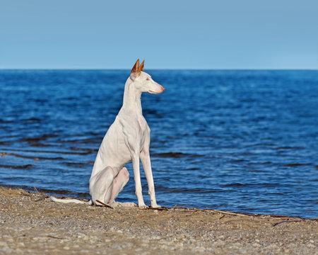 White Ibizan Hound sitting on a sandy sea shore under clear blue skyの写真素材