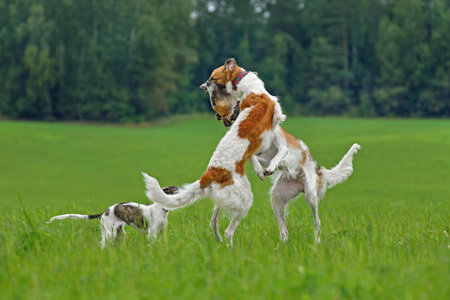 Group of two adults and one puppy sighthound dogs play on a green field backgroundの写真素材