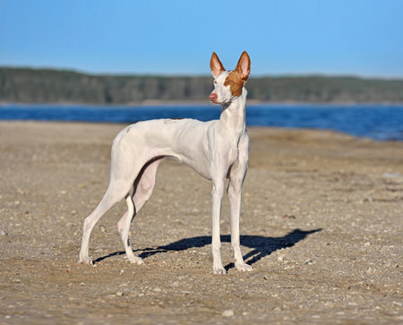Majestic white Ibizan Hound stands on a sandy lake shore on arid terrain under clear blue skyの写真素材