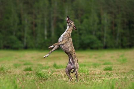 Brindle hunting Whippet dogs play and jump outdoors with green field on backgroundの写真素材