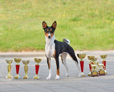 Beautiful basenji with champion cupsの写真素材