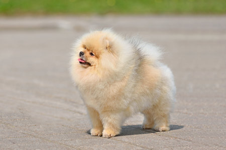 Beautiful yellow Pomeranian Spitz standing outdoors with green grass on backgroundの写真素材