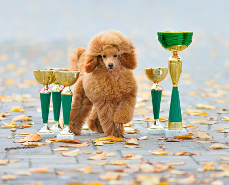 Beautiful red poodle with champion cupsの写真素材