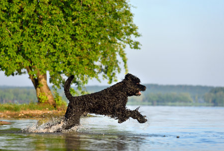 Black Russian Terrier joyfully running in water on a lake beachの写真素材