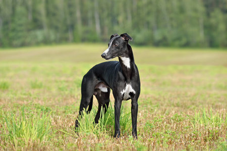 Beautiful black English Whippet dog standing outdoors with green grass on backgroundの写真素材