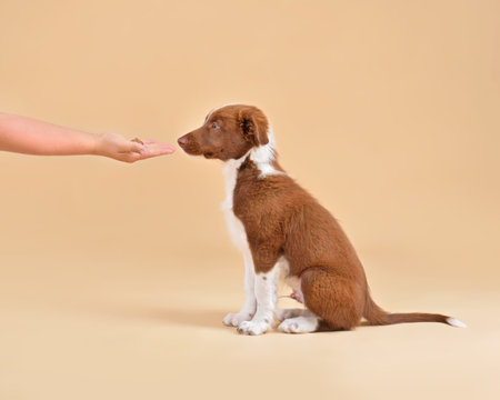 Border collie puppy trainig and looking at human hand with dry food isolaterd on yellow backgroundの写真素材