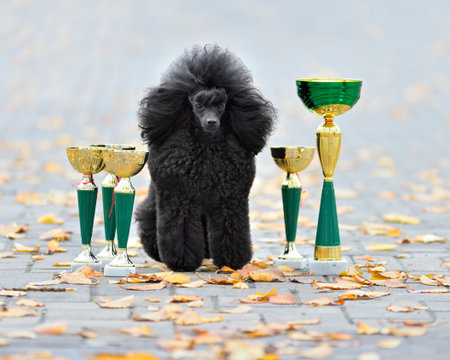 Beautiful black poodle with champion cupsの写真素材