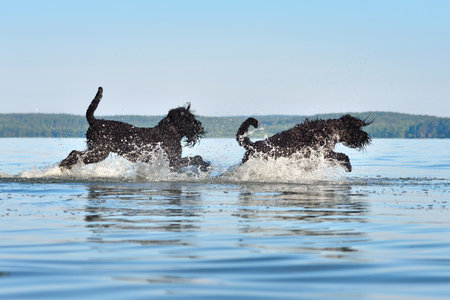 Two Black Russian Terrier dogs running and splashing in water on a lake beach