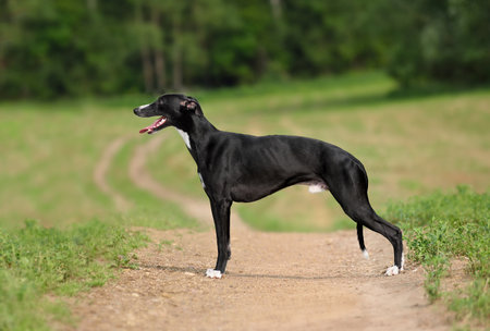 English Whippet Snap dog standing on a snd rural road on green grass field backgroundの写真素材