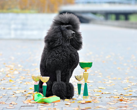 Standard black poodle in continental clip sitting with champion cups on a gray backgroundの写真素材