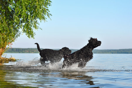 Two happy Black Russian Terrier dogs jumping and splashing in water on a lake beachの写真素材