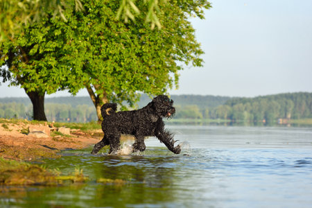 Beautiful black Russian Terrier dog running in waterの写真素材