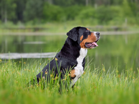 Sitting beautiful black Greater Swiss Mountain Dog on a river bank backgroundの写真素材