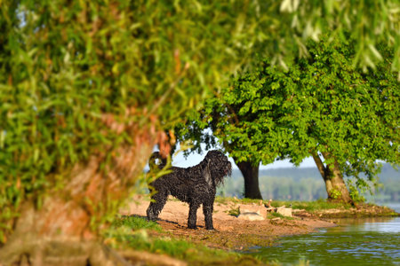 Wet Black Russian Terrier standing on a lake beachの写真素材