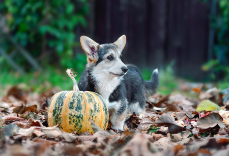 Funny Welsh Corgi Pembroke stands in the autumn garden on fallen leaves next to a striped pumpkinの写真素材