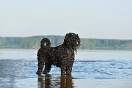 Wet Black Russian Terrier standing in water on a lake beachの写真素材