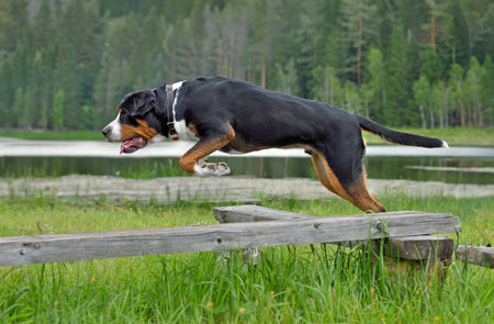 Jumping Greater Swiss Mountain Dog on the lake backgroundの写真素材