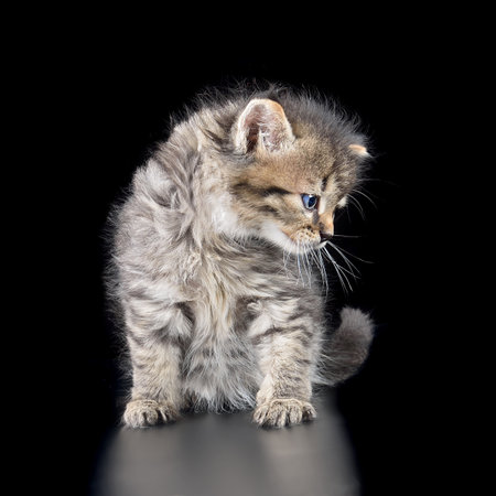 Cute gray tabby kitten with blue eyes sitting isolated on black backgroundの写真素材